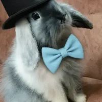 خرگوش لوپ|موش و خرگوش|نجف‌آباد, شهدای غربی|دیوار