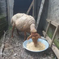 گوسفندابستن