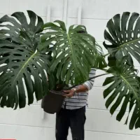 گل و گیاه اپارتمانی|گل و گیاه طبیعی|گلبهار, شهر جدید گلبهار|دیوار