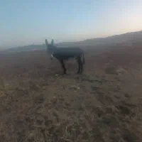 الاق رمکی|حیوانات مزرعه|الشتر, |دیوار