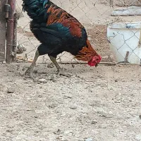 خروس محلی جوان