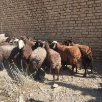 میش غزل افشار|حیوانات مزرعه|زنده رود, |دیوار