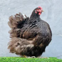 اورپینگتون نژاد سلطنتی|حیوانات مزرعه|تهران, آرژانتین|دیوار