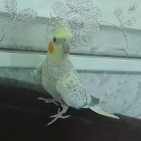 عروس هلندی گل باقالی