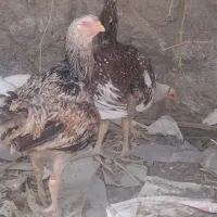 مرغ لاری اصیل افغان