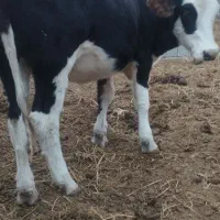 تلسه|حیوانات مزرعه|فراغی, |دیوار