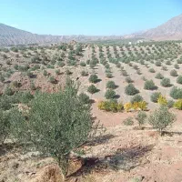 سرایداری درباغ