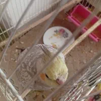 جوجه عروس هلندی توافقی