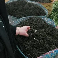 چای ارگانیک باران - دست چین
