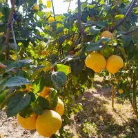 میوه به بومی|خوردنی و آشامیدنی|برخوار, |دیوار