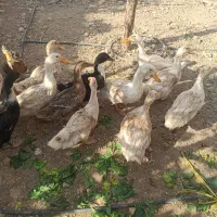 مرغابی|حیوانات مزرعه|اشکذر, |دیوار