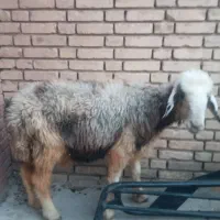 میش قصابی