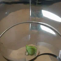 سبزی خرد کن|خردکن، آسیاب، غذاساز|کرمانشاه, |دیوار