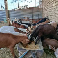 بزغاله ماده از شیر گرفته نژاد سانن آلپاین مورسیا