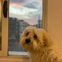 سگ شتیتزو پالتیز|حیوانات|خشکبیجار, |دیوار