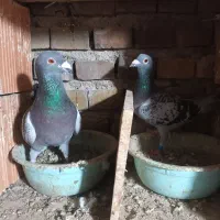 ۱ جفت آلمانی و چند تا رنگی