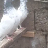 کبوترپرشی|پرنده|رشت, جهاد|دیوار