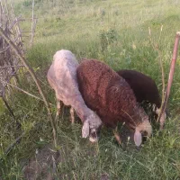 گوسفند جوان بره دار