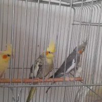 یک جفت  عروس  هلندی مولد بایک جوجه بالغ