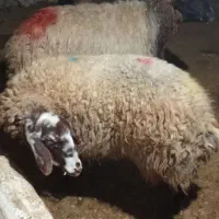 دو عدد گوسفند سرحال سالم|حیوانات مزرعه|شباب, |دیوار