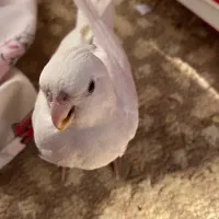 عروس هلندی|پرنده|اصفهان, آفاران|دیوار