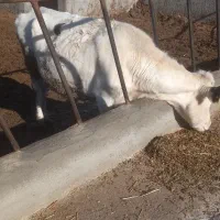 یک راس گاو اول شکم|حیوانات مزرعه|شیروان (خراسان), |دیوار