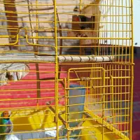 دوعدد فنچ گلدین وزبرا با قفس ولوازم|پرنده|میانه, |دیوار