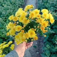 داوودی|گل و گیاه طبیعی|تهران, مشیریه|دیوار