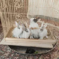 خرگوش ناناز 6تا بچه یک ماهه نیم یک پدر مادر|موش و خرگوش|تبریز, |دیوار