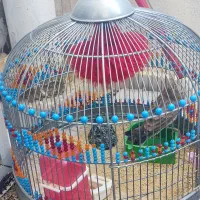 عروس هلندی|پرنده|پرند, فاز ۵|دیوار