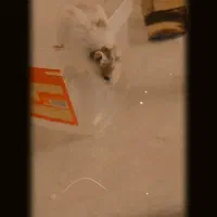 بچه همستر|موش و خرگوش|مشهد, توس (بلوار توس)|دیوار