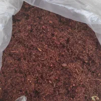 حلزون مولد و خاک مخصوص حلزون و تخم حلزون|خزنده|سنندج, |دیوار