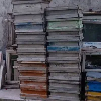 زنبور عسل