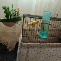 قناری نر،سهره،پرنده