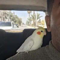 شاه طوطی شاه تخم