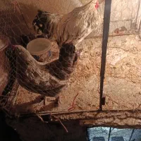 خروس برهما با مرغ تخمگذار