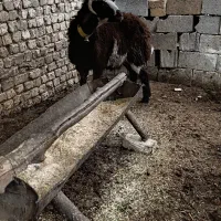 بره قوچ بز بره کشتار