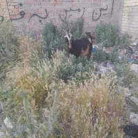 یک راس بز