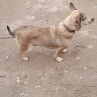 یک عدد سگ پاکوتا|سگ|میاندوآب, |دیوار