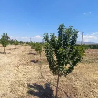 فروش درباغ شهرتلاش