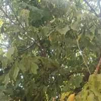 باغ