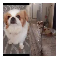 سگ پاکوتاه