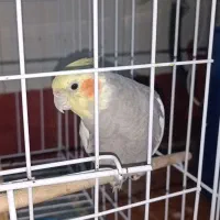 عروس هلندی|پرنده|دهلران, |دیوار