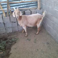 بز دورگ سانن