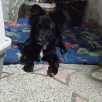 سگ اشپیز پاکوتاه 6ماه