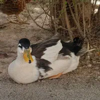 اردک|حیوانات مزرعه|شیراز, صاحب الزمان|دیوار