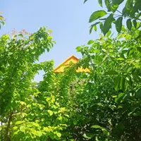 باغ و باغچه ۱۷۰ متری درختان ۱۲ ساله قدیمی|فروش زمین و ملک کلنگی|تهران, امیریه|دیوار