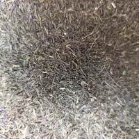 زیره آویشن کوهی