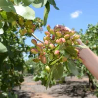 فروش باغ پسته داخل محدوده شهری قم قابل تهاتر