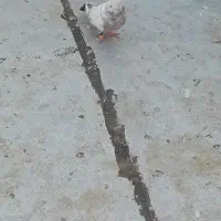 کبوتر|پرنده|تاکستان, |دیوار